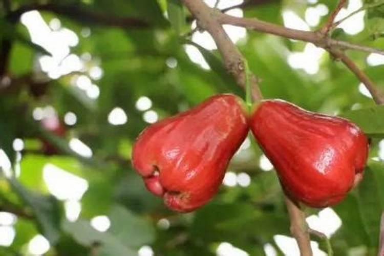 莲雾不开花什么原因