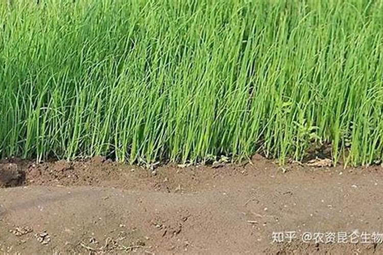 有机肥栽大葱行不行
