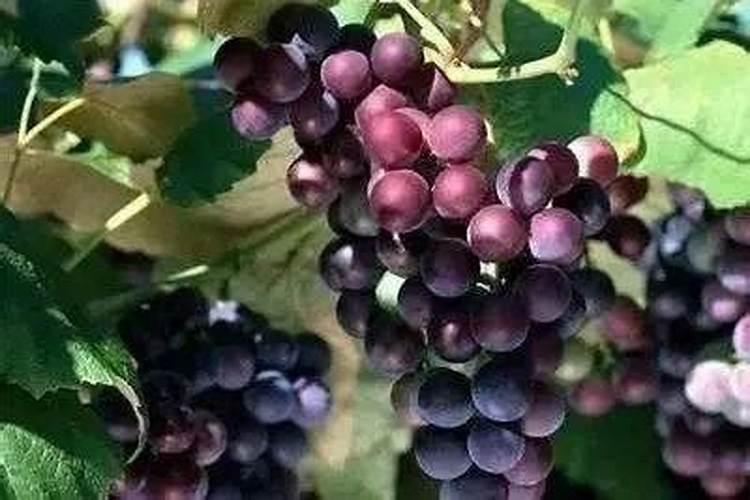 葡萄施什么肥能让葡萄杆变粗？