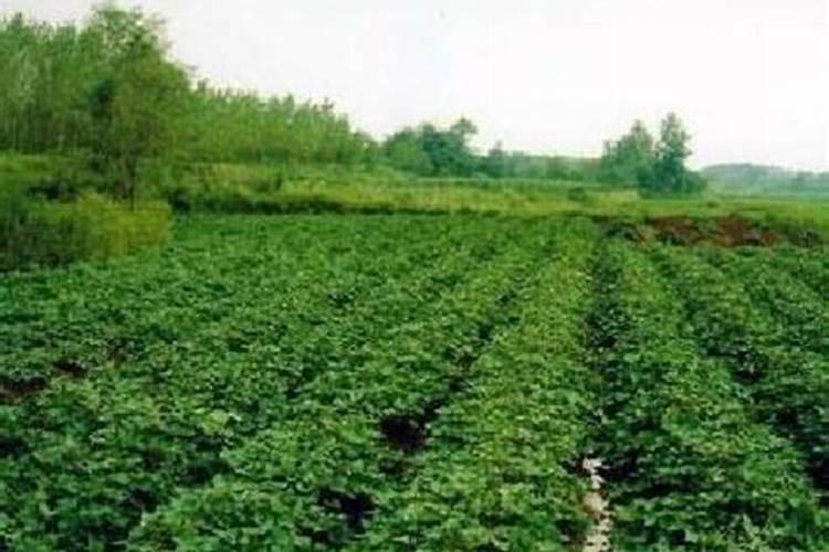 红薯最怕哪三种肥料？红薯正确的施肥方法,赶快收藏起来