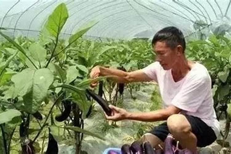 茄子如何施肥 茄子施肥方法最佳时间