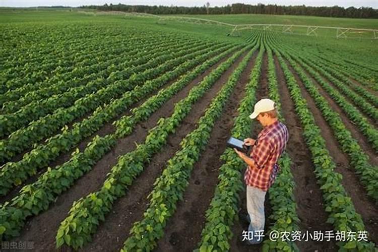 甜瓜用什么肥料好