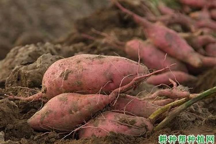 钾肥过量如何