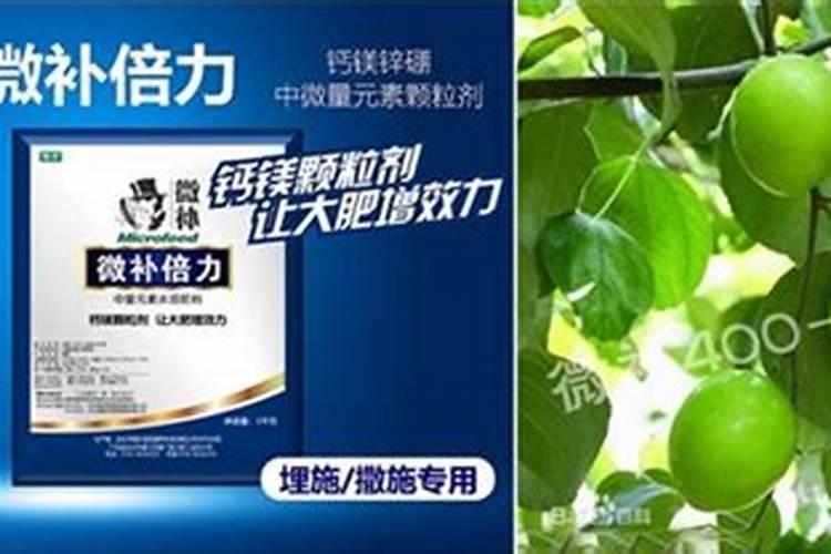 冬枣褪青方法