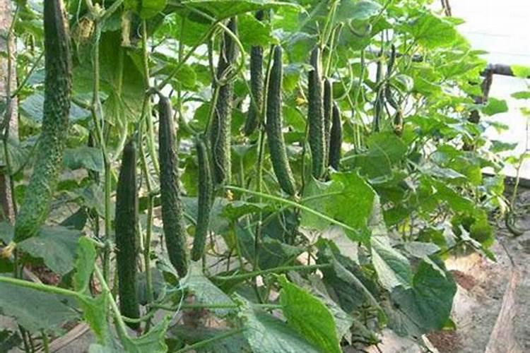 黄瓜怎么喷叶面肥好？几天一次,有没有这款肥料的施肥用量