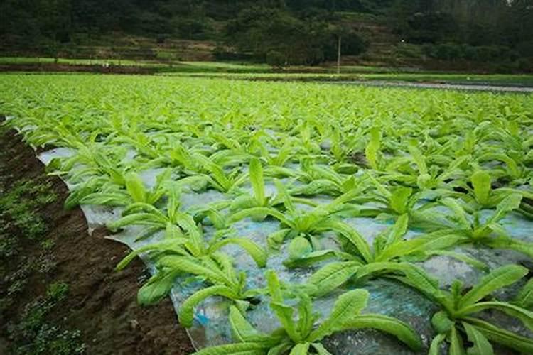 基金200007:“钾肥之王”×ST盐湖暂停上市,巨亏近460亿,青海国资兜底不...