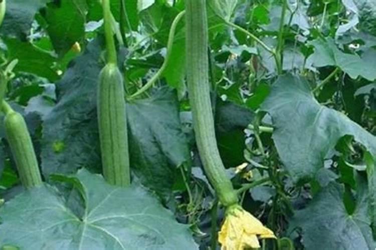 种丝瓜用什么肥料最好