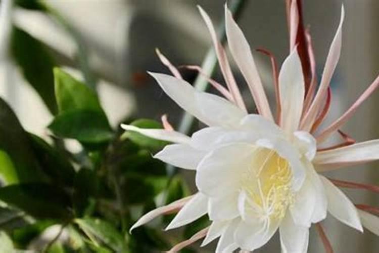 昙花施什么肥料