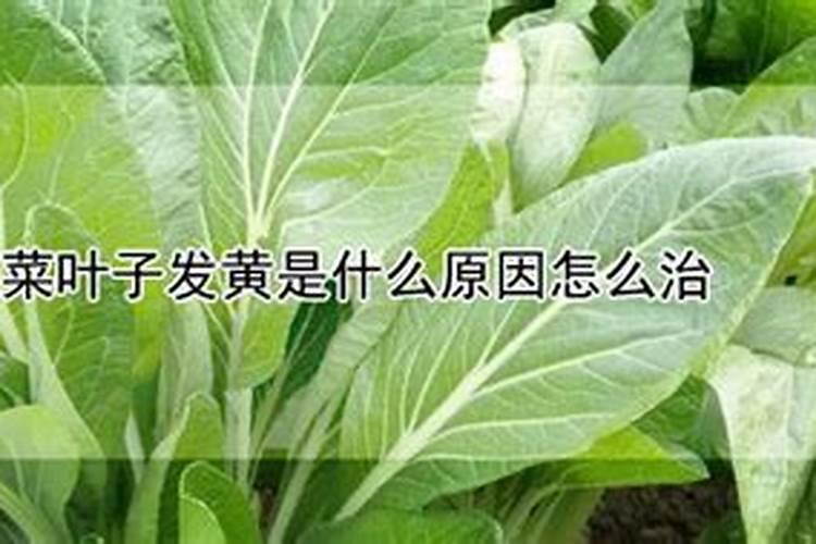 蔬菜叶子变黄需施什么肥