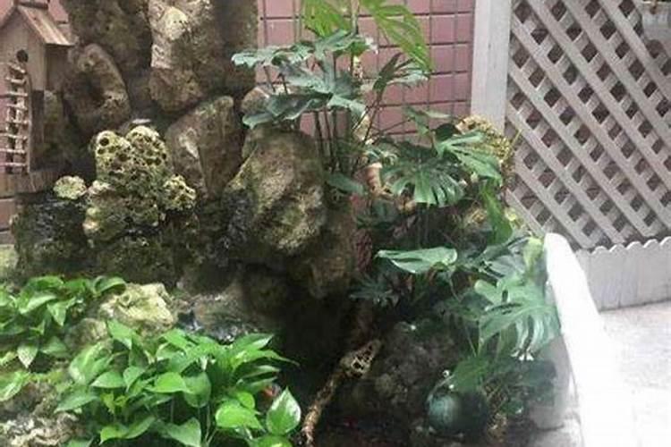 大叶招财,小叶聚财!10种叶子花,高档还能净空气,适合养家里