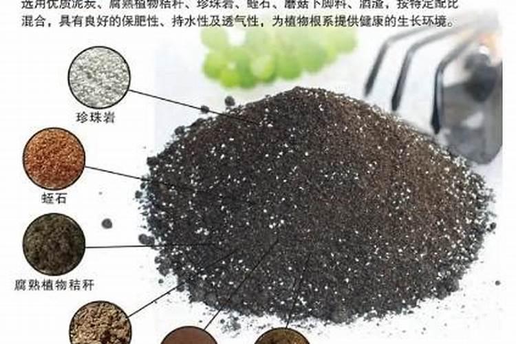 蓝莓幼苗用什么土长得好？