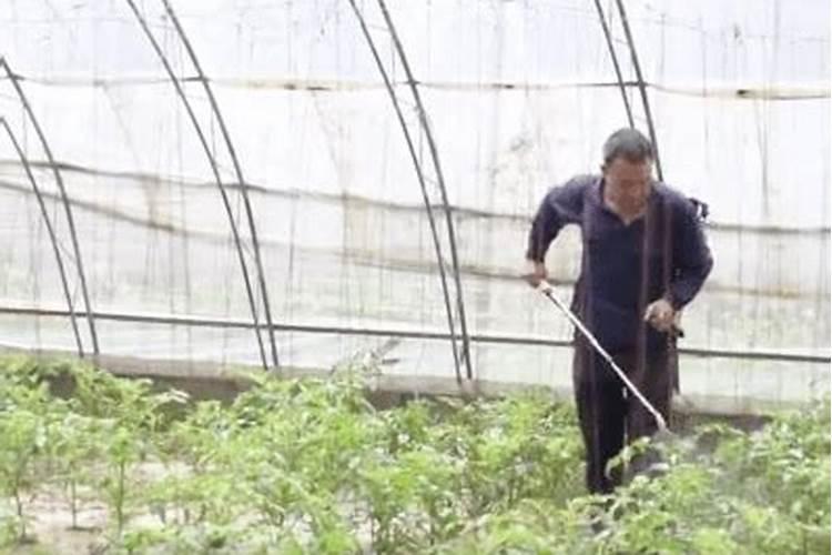 小果型西瓜脐腐果有何防治方法