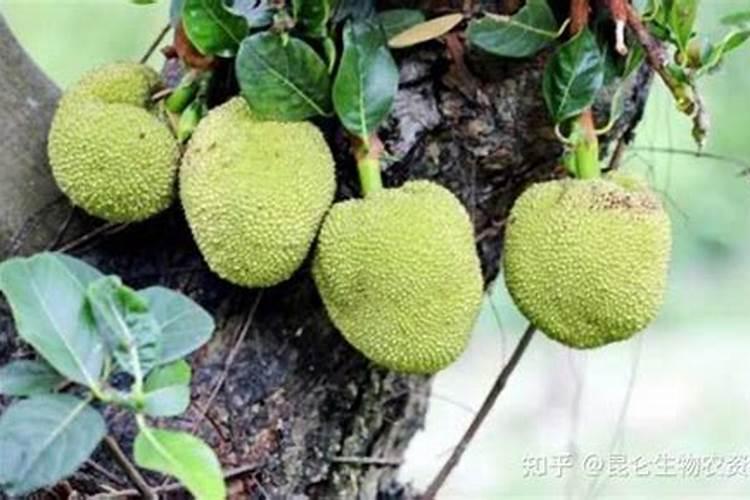 菠萝蜜幼苗在南方怎么过冬？