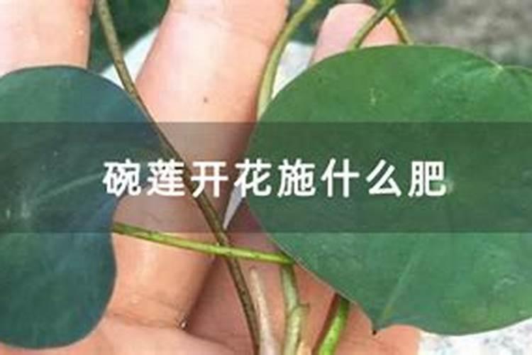 碗莲用什么肥料,怎么施肥
