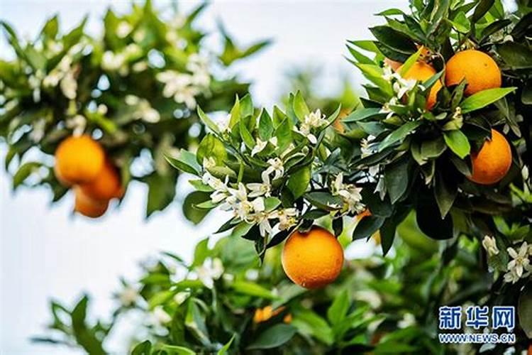 柑橘专用促花叶面肥柑橘促花用什么肥柑橘促花肥批发