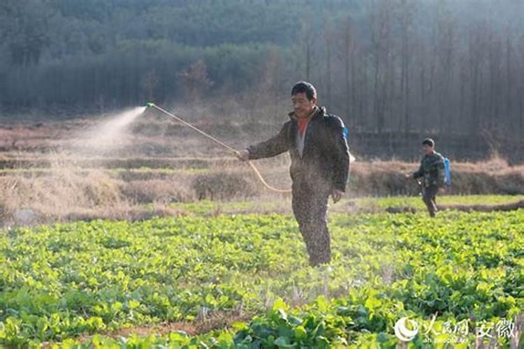 油菜追施应该在哪个阶段？给油菜浇水要注意什么呢？