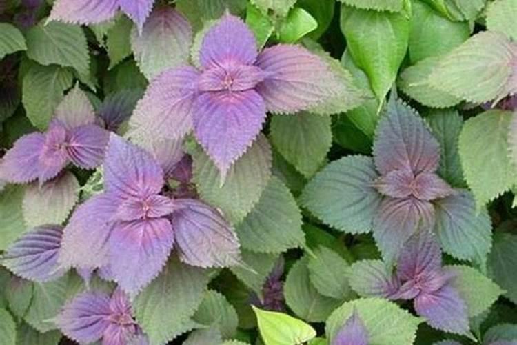 紫苏施肥用什么肥料