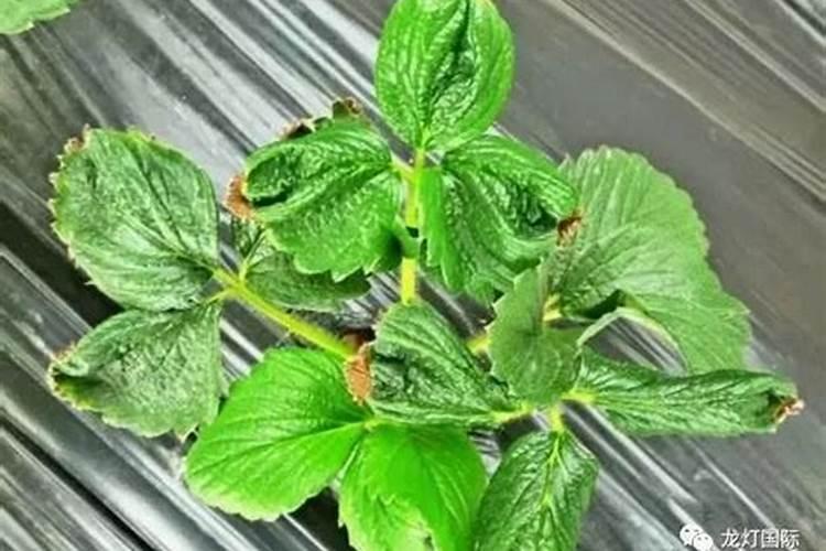 钾肥的缺乏和过量对草莓有什么危害