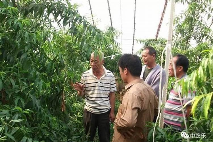 桃树施钾肥在什么时候 使用注意事项有哪些