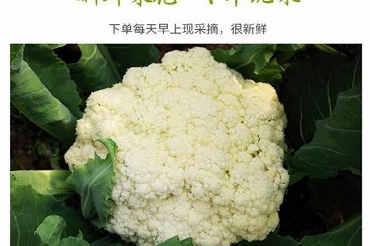 胺鲜酯应用