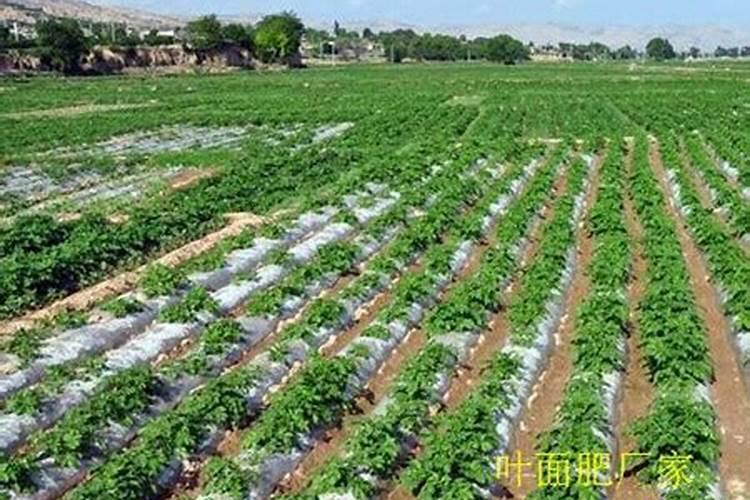 不烧根的复合肥有哪些
