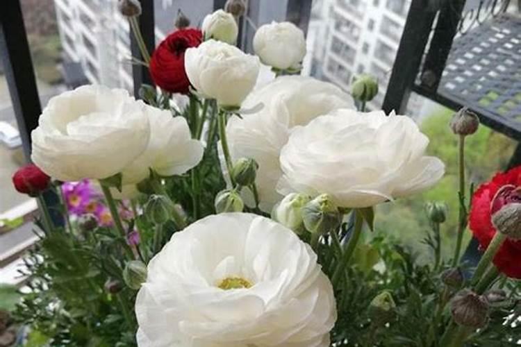 大白菜苗期管理 大白菜怎么种植