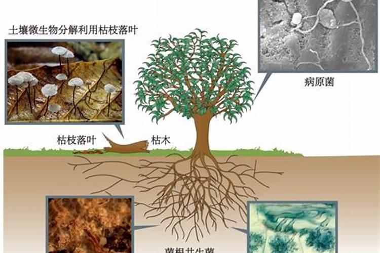 火山能微生物菌剂怎么样