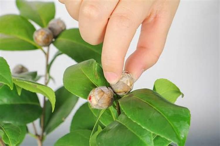 茶花怎么施肥 茶花施肥的方法