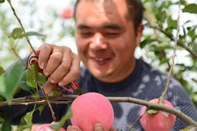 苹果树小叶病如何治愈？