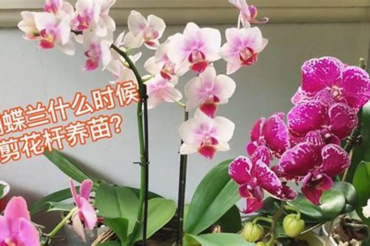 湖北襄阳适合种植什么？