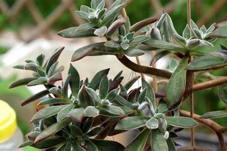 种植花生磷肥的正确方法