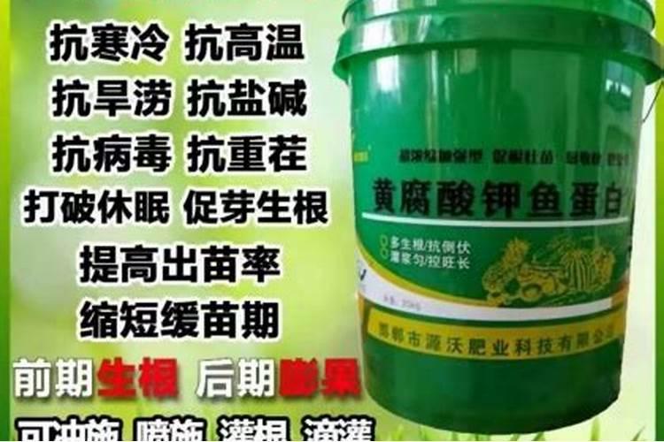 丝瓜用什么肥料最好