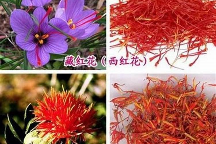 西红花苗如何种植