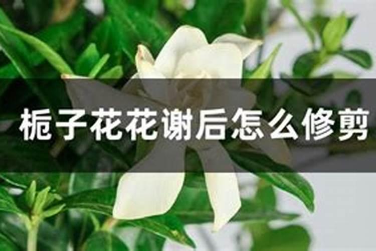 栀子花用什么肥料最好,怎么施肥
