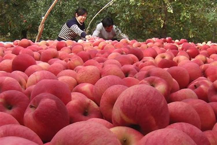 火龙仔怎么种植