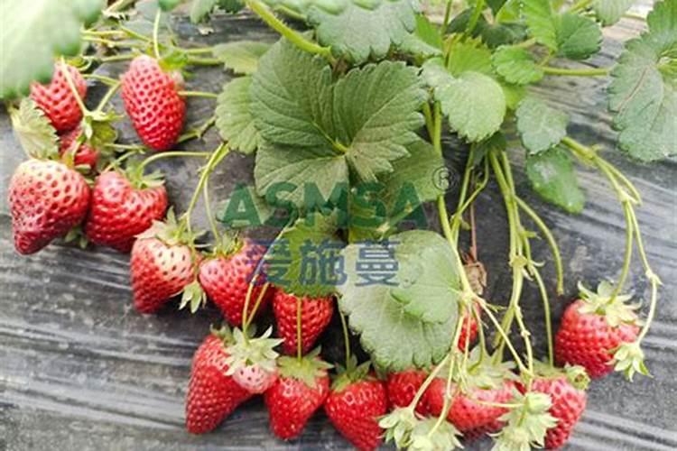硅肥在果树上的使用时间