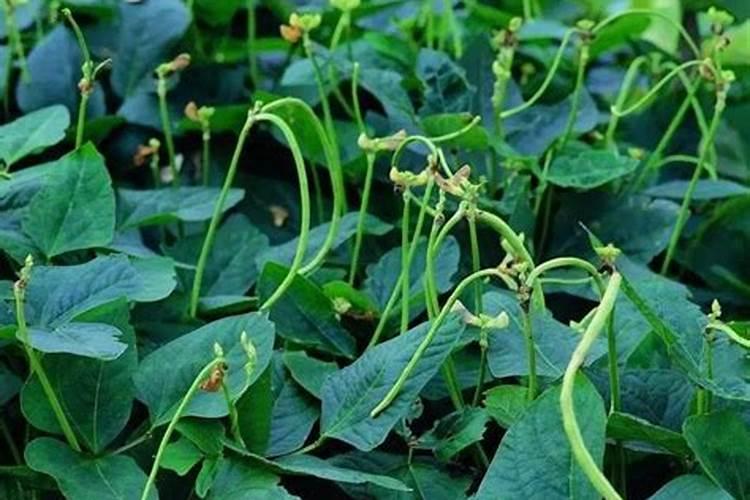 豆角喜欢什么肥料最好