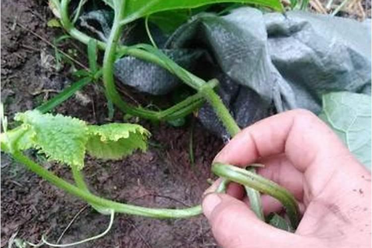 种豆角用什么肥料最好 种豆角用磷酸二氢钾肥可以吗