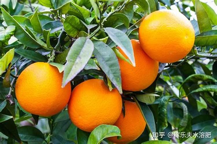 920、复硝酚钠和芸苔素能不能同时用？