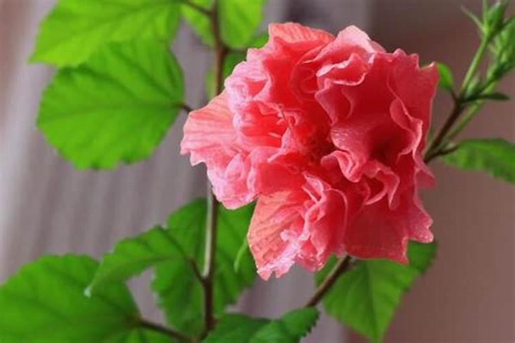 桑叶牡丹掉花苞是什么原因 要怎么挽救