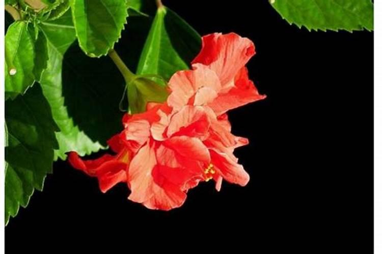 桑叶牡丹掉花苞是什么原因