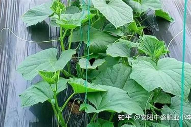 刚插接的黄瓜苗可以喷洒芸苔素内脂吗？