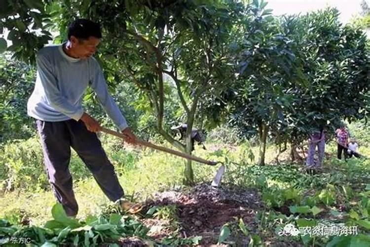 黄豆炒熟后砸碎给花做基肥可以吗
