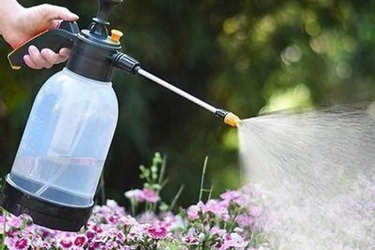 菱角叶子腐烂可能是什么原因导致的,平时种植需要注意哪些养护细节？百度...