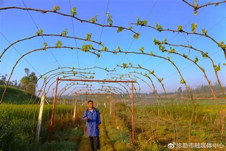 夏季黑葡萄田间管理注意什么 葡萄应该怎么养殖
