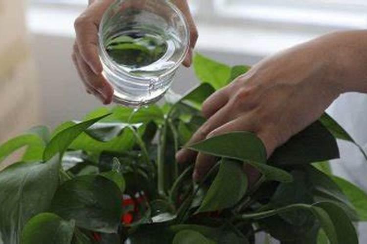 苦瓜叶子枯萎可不可以用小苏打？