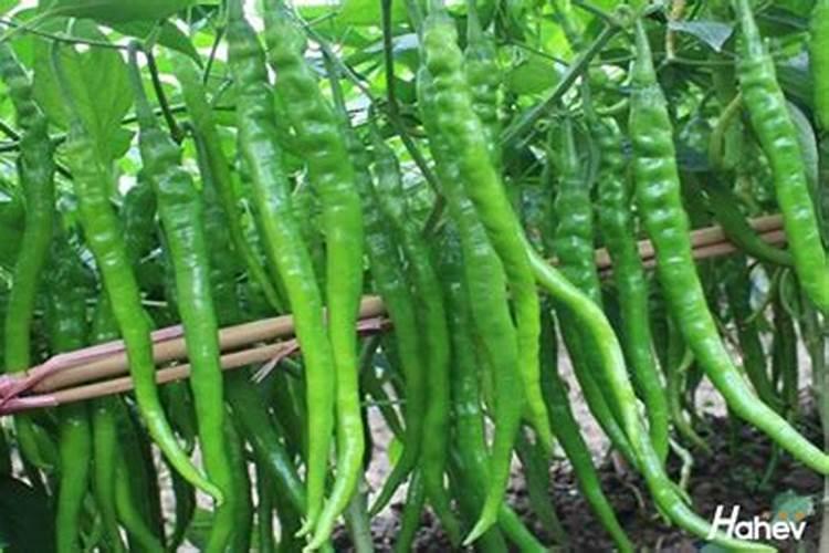 线椒种植时间和方法