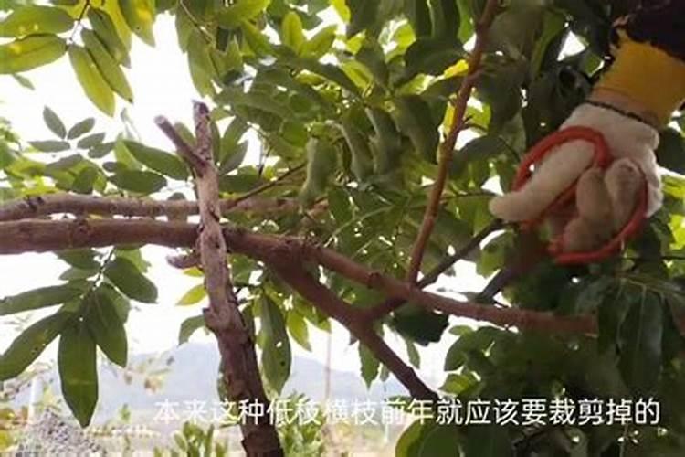 龙眼花期怎么管理