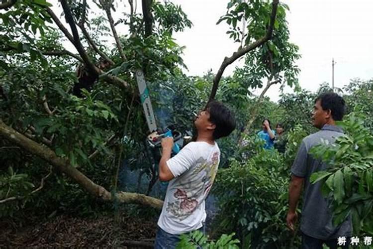 龙眼叶面喷什么好？如何帮助龙眼增甜？