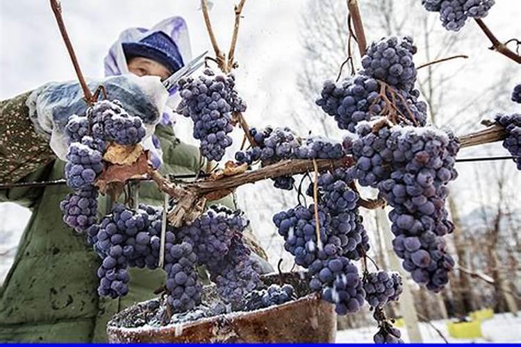 请问一下各老师 葡萄在10月份打叶面肥有用吗